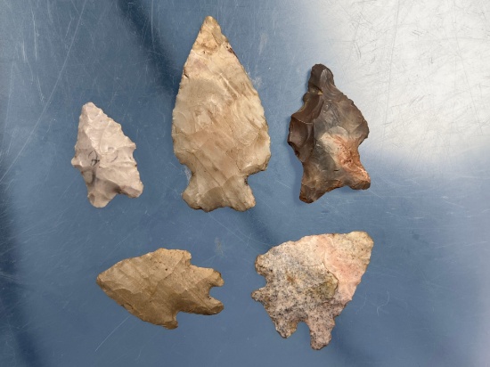 Lot of 5 Nice Bifurcate Points, Central/Midwestern US, Longest 1 13/16"