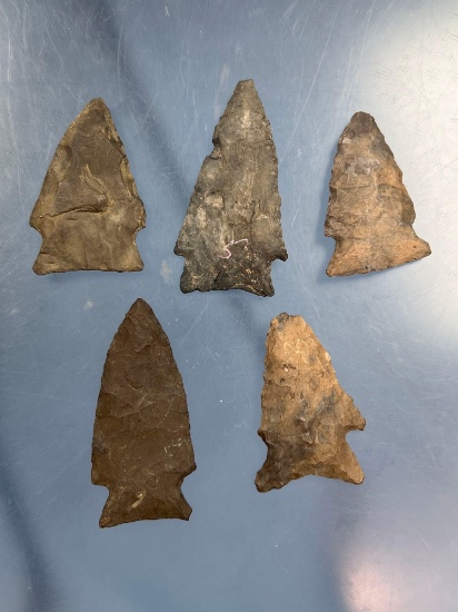Lot of 5 Fine Vosburg Points, Onondaga, Normanskill Chert, Columbia Co., New York, Longest 2 1/8"
