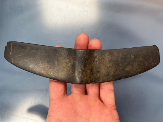 HIGHLIGHT Huge 7 3/8" Wingnut Bannerstone, Seneca Lake at Seneca River Junction (Geneva, NY).