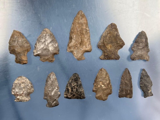 Lot of 11 Arrowheads, Sus Broad, Lamoka, Found in New York, Longest 2 3/8"