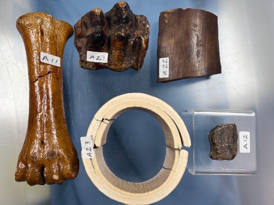Lot of Ice-Age Era Animal Bones, Mastodon Molar Tooth, Mammoth Tusk, Pictured in Lar Hothem's Antler