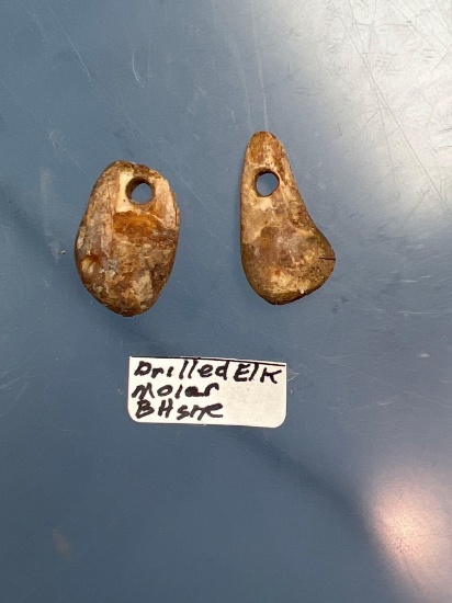 Pair of Drilled Elk Teeth, Green Brass Staining. Found in Victor, New York, Pictured in Lar Hothem's