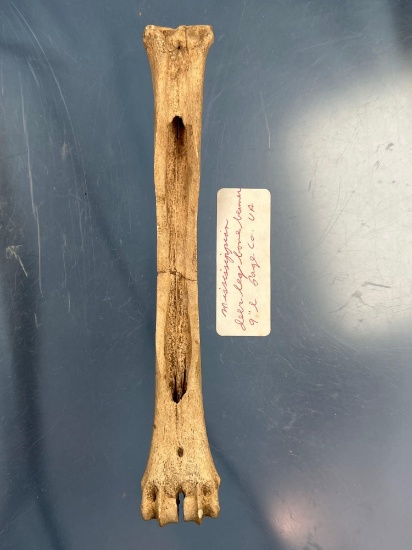 8 3/8" Bone Tool Darwshave/Beamer, Found in Page Co., Virginia. PICTURED Lar Hothem's Antler Bone