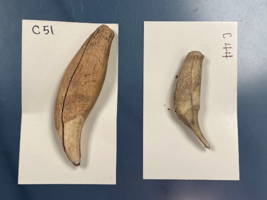 Pair of Bear Teeth, One has been Worked (Found on Lamoke Lake Site), Pictured in Lar Hothem's Antler