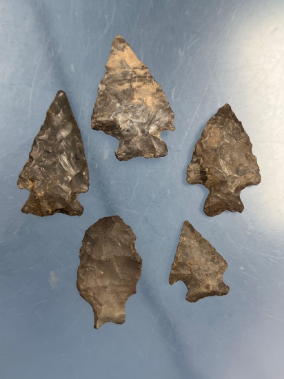 Lot of 5 Bifurcates/Palmers/Lecroys Founds in New York, Nice Variety! Longest 1 5/8"