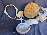 Large Lot of Various Shells, Marine Display Pieces, Shark Teeth, Sponges and more