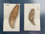 Pair of Bear Teeth, One has been Worked (Found on Lamoke Lake Site), Pictured in Lar Hothem's Antler