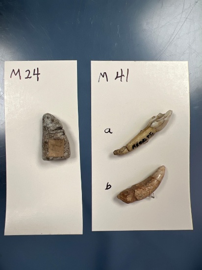 Lot of Grooved/Incised Animal Teeth + Soapstone Pendant, Found in New York, Longest 1 1/2"