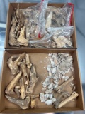 Lot of Animal Remains, Bones, Shells, Found on Washington Boro Village Site, Ex: Henry