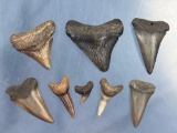 Lot of 7 Shark Teeth, Megalodons, Mako Teeth, Snaggle Tooth, Longest 2 1/4