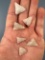 NICE Lot of Fine Quartz Susquehannock Triangle Points, Found in Washington Boro, PA, Longest is 1