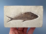 Interesting Green River Formation Fish Fossil, 4 1/2