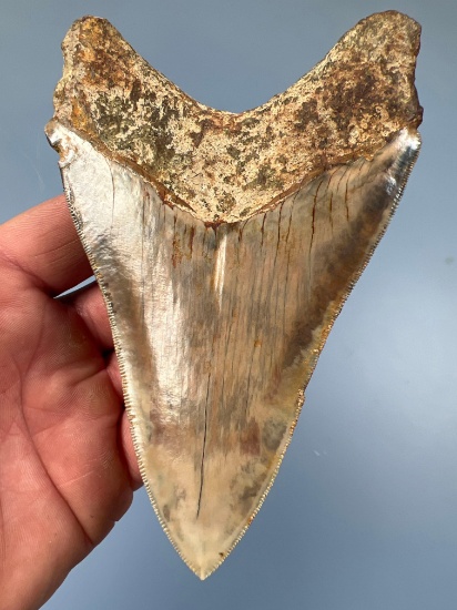 PERFECT 5 1/16" Megalodon, Incredible Serrations, COLORFUL Shark Tooth