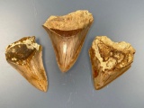 Lot of 3 Tan Megaolodons, Damage/Nicks Noted, Longest is 3 3/4