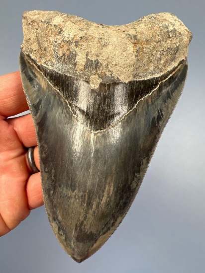 SUPERB 5 9/16" Blue Hue Megalodon, GREAT CONDITION w/Sharp Serrations