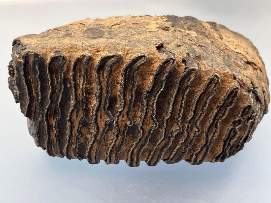 HIGHLIGHT Huge Mammoth Tooth, 10 1/4" x 7", Complete Example, Ex: Hanning Collection of Maine