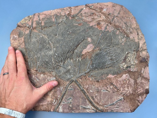 HIGHLIGHT 16" x 14 1/2" Scyphocrinites Crinoid Fossil Plate, Incredible Original Plate, Great Condit