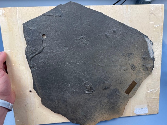 12 1/2" x 12 1/4" Trilobite Fossil Plate, Marked "Utah", Plate Broken in 2 (see Crack), 3 Trilobite