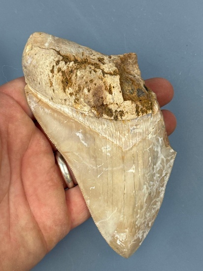 5 3/8" White Megalodon, Damage to Root Noted