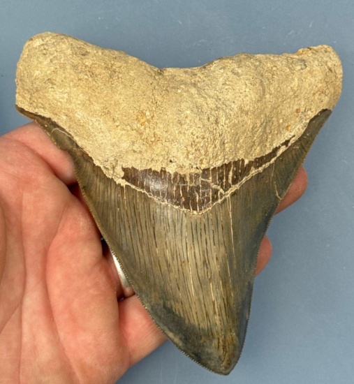 Colorful 5" Megalodon, Nice Serrations!
