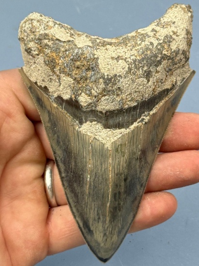 SUPERB 4 3/4" Megalodon, Blue and Gray Hues, Nearly Perfect Serrations