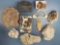 Lot of Various Fossils, Mineral Specimens, Fossilized Coral, Shark Jaw, Etc.