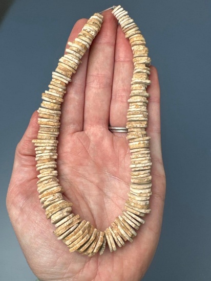 Superb 11" Strand, 158 Total Beads, Found on the Hollins Mill Site in Hawkins Co., Tennessee, Shell