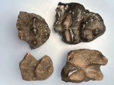 Lot of 4 Impressive Mastodon Teeth, Fossils, Largest is 4 1/4