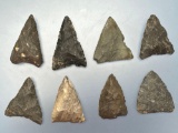 8 Larger Levanna Triangle Points, Found in New York, Longest is 1 5/8