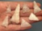 7 NICE Quartz Triangle Points, Longest is 1 3/4