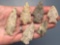 6 Rhyolite Points, Found in Jim Thorpe Area in Pennsylvania, Longest is 2 3/16