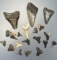 Lot of Shark Teeth, Megalodons, Longest is 2 1/8
