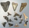Lot of Shark Teeth, Megalodons, Longest is 2