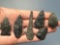6 Black Chert Arrowheads, Tools, Found on Egg Island in NJ in 1957, Longest is 2 3/8