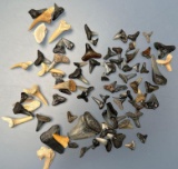 Lot of Shark Teeth, Megalodon, Nice Assortment, Longest is 1 1/8