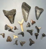 Lot of Shark Teeth, Megalodons, Longest is 2 1/8