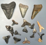 Lot of Shark Teeth, Megalodons, Longest is 2