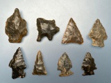 8 Ridge and Valley Chert Points, Found in North Carolina, Longest is 1 1/4