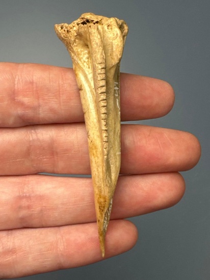 STUNNING Tally Marked Bone Trigger Awl, Perforated, Found Mason Co., West Virginia