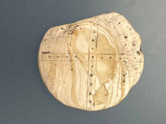RARE Shell Runtee, 1 1/16", Found on Strickler Site, Susquehannock, Washington Boro, PA