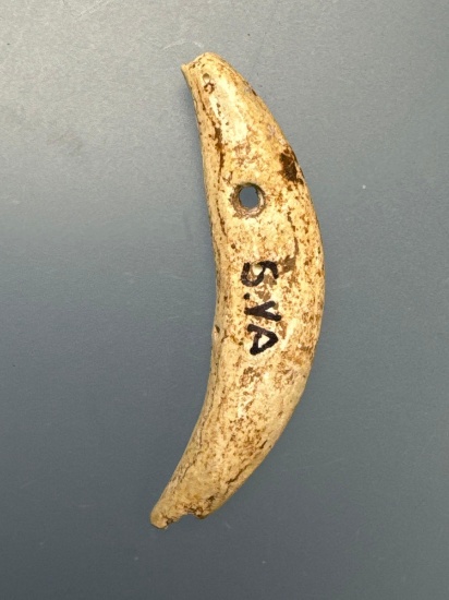Drilled Canine, 1 1/2", Found in Southern Virginia, Nice Condition! Woodland.