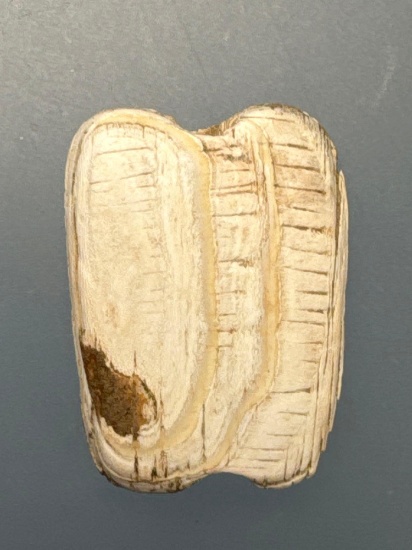 1 13/16" Shell Spacer Bead, Horizontal Incising, Found on Dann Site near Lima, New York, Iroquois