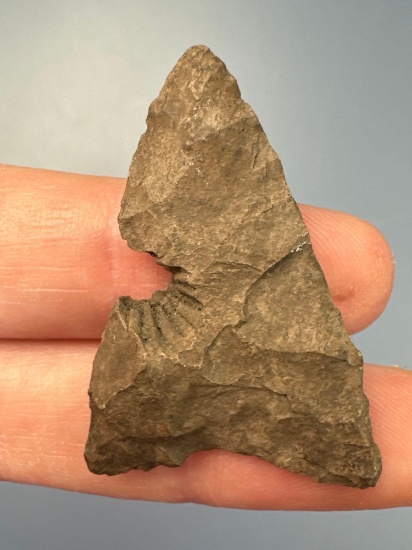 RARE 1 1/2" Triangle w/FOSSIL (Shell), Extremely Unique, Found in PA