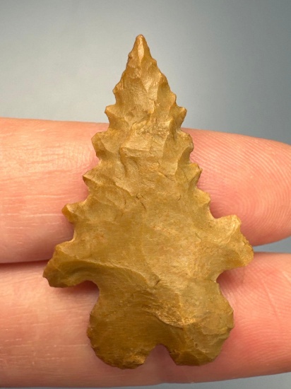 NICE 1 3/8" Yellow Jasper Serrated Bifurcate, Found in Caroline Co., MD Along Chesapeake Bay