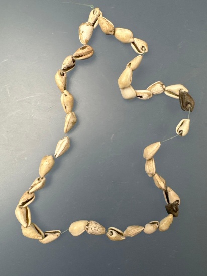 14" Strand of Shell Marginella Beads, Found in Tyre, Seneca Co., NY, Ex: Dave Summers