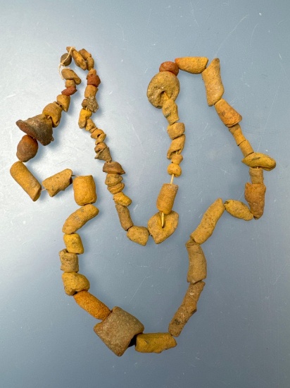 16" Strand Various Fossils, Found near the Conowingo Dam