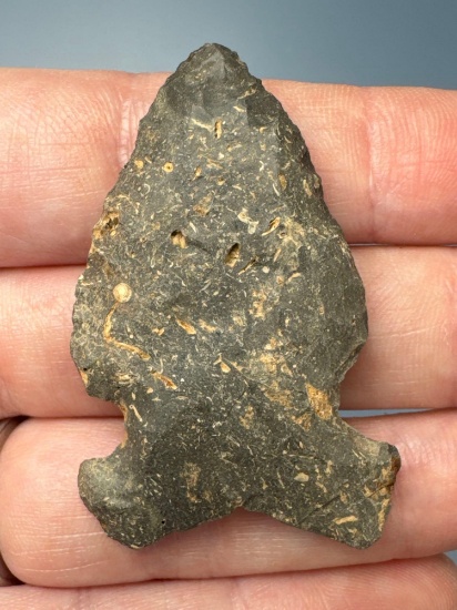1 15/16" Side Notch, Big Sandy Point, Made of Chert, Nice Example