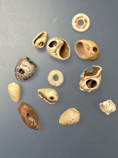 Lot of 12 Drilled Shell Beads, Found in the Piedmont of North Carolina