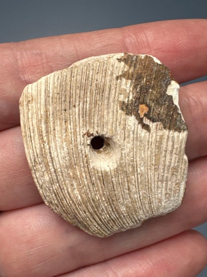1 1/2" Shell Pendant, Found in the Piedmont Region of North Carolina