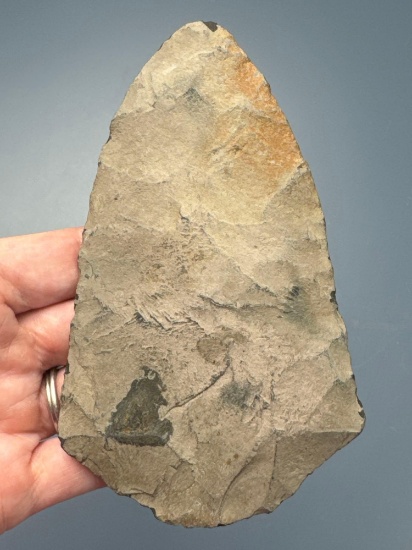 SUPERB 5 1/4" Morrow Mountain, Argillite, Found in Southeastern, PA, Ex: Amspacher